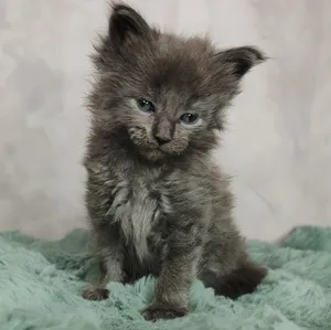 Maine Coon kitten Голубой дым MCO as  Boy - photo 2