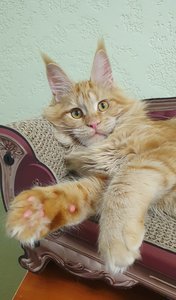 Maine Coon kitten Красный мрамор MCO d 22 Girl - photo 5