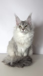 Maine Coon kitten Черный тикированный на  серебре MCO ns 25 Girl - photo 3