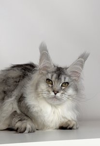 Maine Coon kitten Черный тикированный на  серебре MCO ns 25 Girl - photo 2
