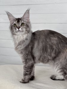 Maine Coon kitten Черный тикированный на  серебре MCO ns 25 Girl - photo 3