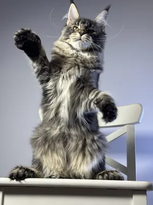 Котенок мейн-кун Черный с  тикингом MCO n 25 Девочка