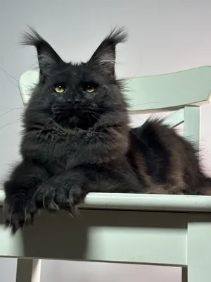 Котенок мейн-кун Черный MCO n  Девочка